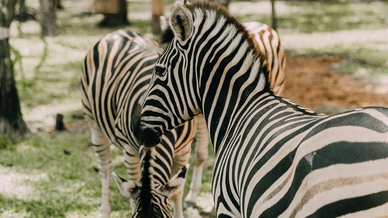 Zwei Zebras im Tierpark