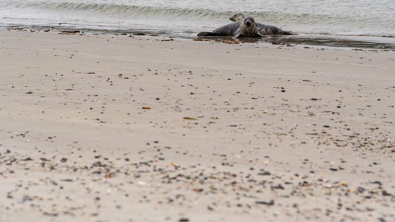 Zwei Robben am Strand von Helgoland
